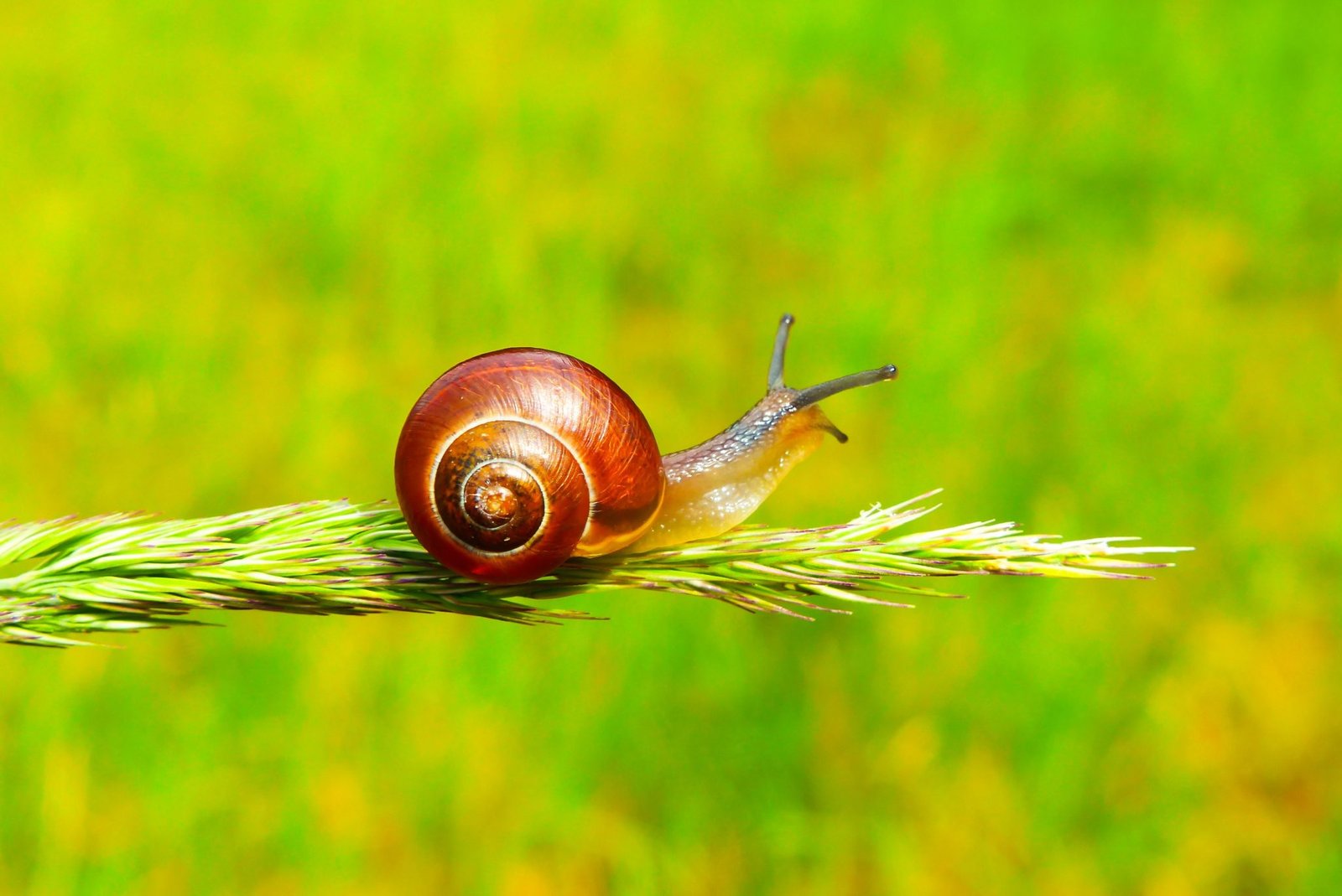 Do Snails Lay Eggs or Give Birth Egg Encyclopedia